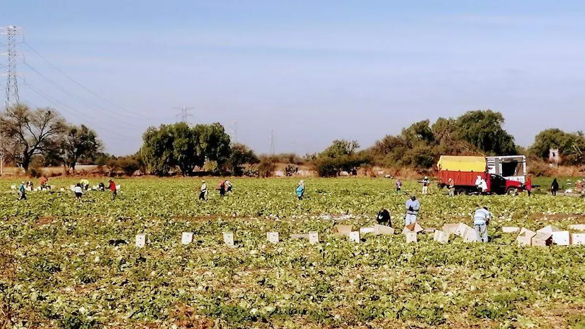 Los productores agrícolas  se